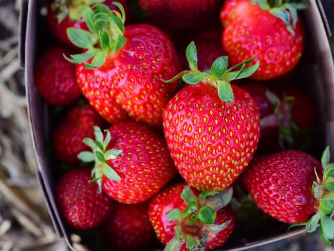 CL: TREE CHANGE to BERRIESClaire Gunner and Peter Monea made the tree change from Geelong to Daylesford, before finally buying a property at Eganstown. They planted berries, converting what was once plantation into a berry farm, and this year were able to open for pick-your-own for the first time.Pictured: Generic strawberries.PICTURE: ZOE PHILLIPS