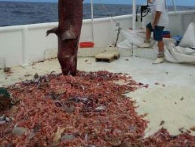 Giant isopods can be seen among the prawns caught with the goblin shark in the waters off the coast of Florida. Picture: Carl Moore/NOAA