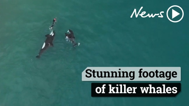 The moment killer whales approach a swimmer