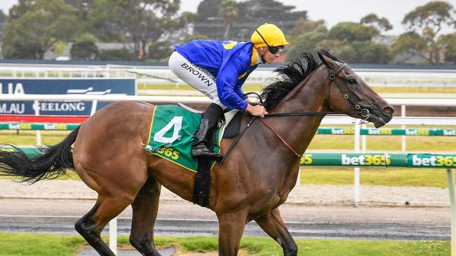 Duke Of Neworleans resumes at Pakenham on Friday night. Picture: Racing Photos via Getty Images