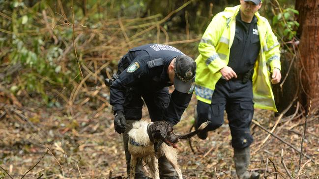 Wags the English springer spaniel cadaver dog is seen at the search. Picture NCA NewsWire / Trevor Veale