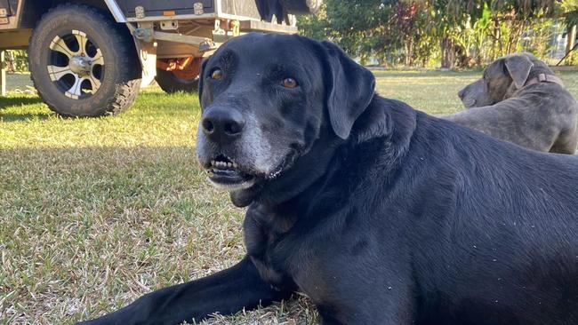 Indie, Alia and Mike Baxter's black labrador, was taken by a crocodile at the Lower Kamerunga Footbridge on Wednesday. Picture: Alia Baxter