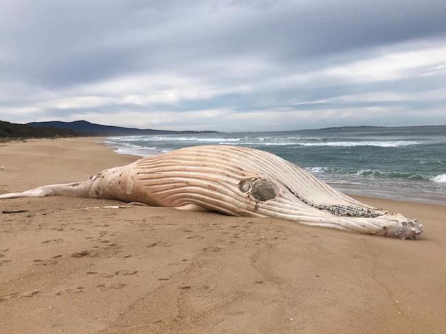 A white whale has washed up on a beach in far-east Victoria, prompting questions about whether it might be the well-known white whale, Migaloo. Picture: Peter Coles