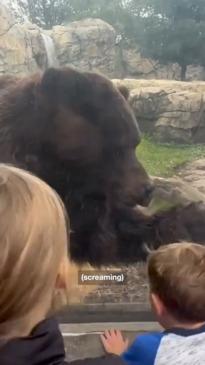 Bear scares kids at the zoo