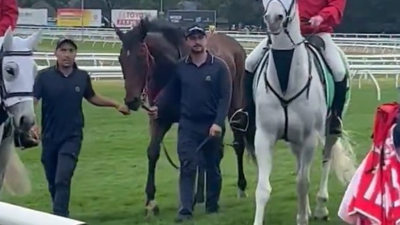 Think About It is led off the track after falling in the Sydney Stakes.