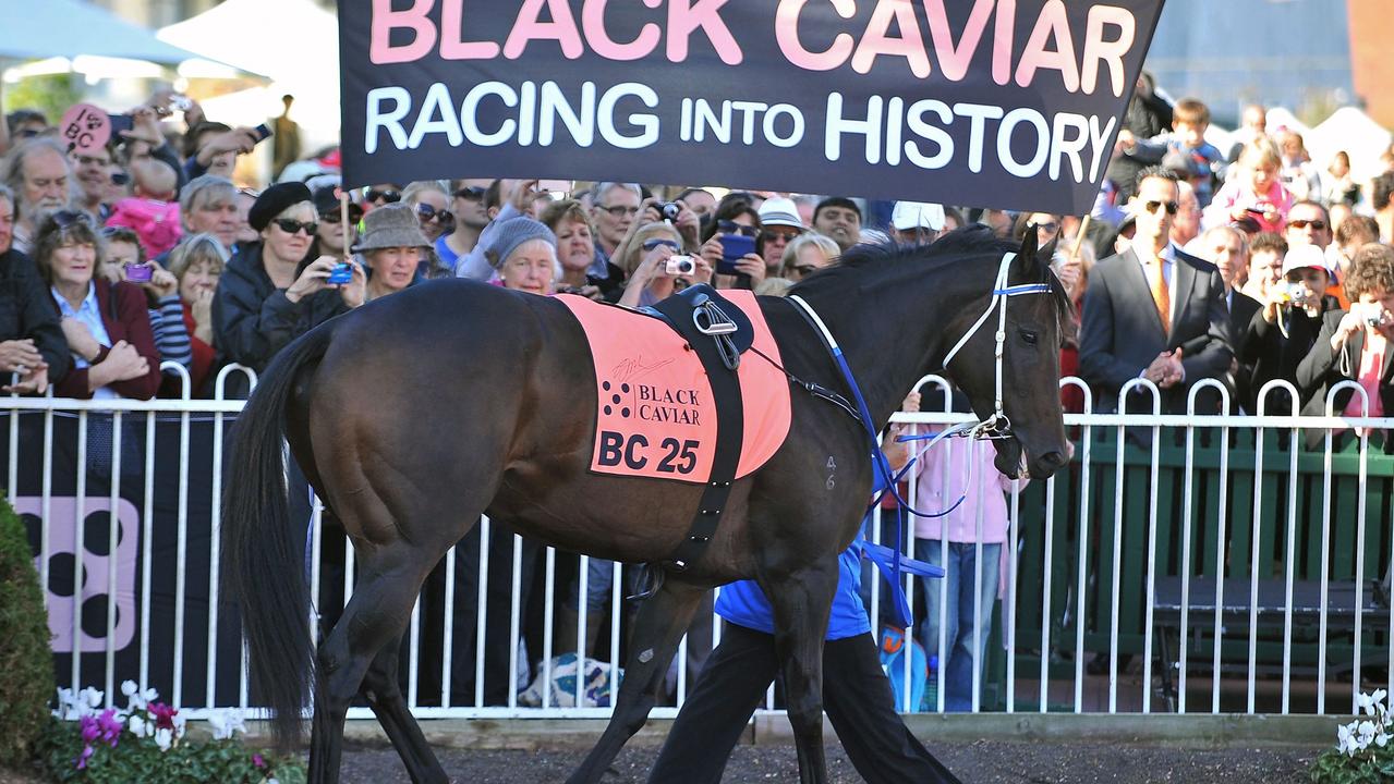 Black Caviar ahead of her final race in April 2013. Photo by PAUL CROCK / AFP