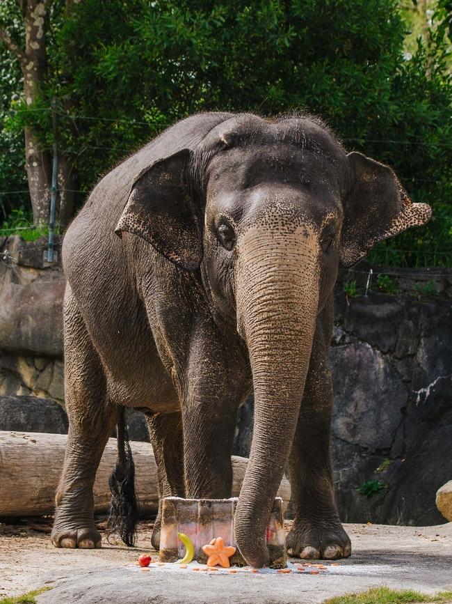 Burma the Elephant will touch down in Adelaide on Tuesday. Picture: Auckland Zoo