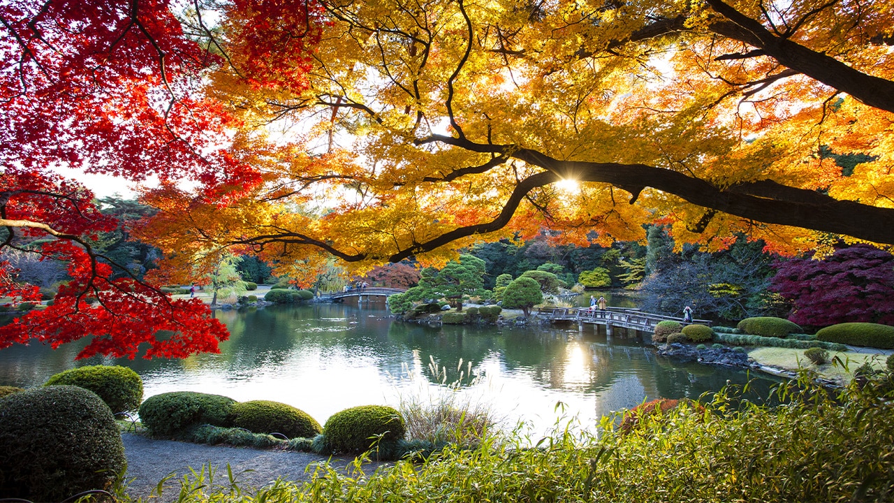 <h2>Best park</h2><p><a href="https://www.env.go.jp/garden/shinjukugyoen/english/index.html" target="_blank" rel="noopener">Shinjuku Gyoen National Garden</a> is one of Tokyo&rsquo;s biggest and best-loved parks. Within almost 60ha of green space are three beautifully maintained gardens &ndash; Japanese, French and English. There are more than 20,000 trees here, and during &ldquo;sakura&rdquo; season (late March-early April) it&rsquo;s one of the best places in the city for cherry blossom viewing.</p>