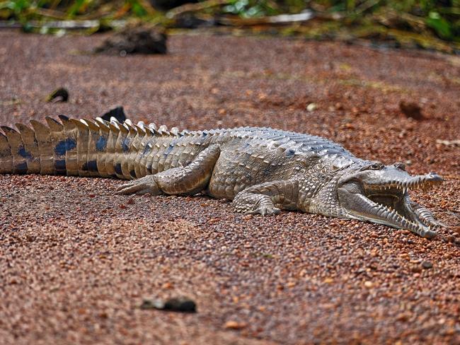 Garry Watters snapped a photo of a freshwater croc at Fogg Dam on Sunday. Picture: Garry Watters