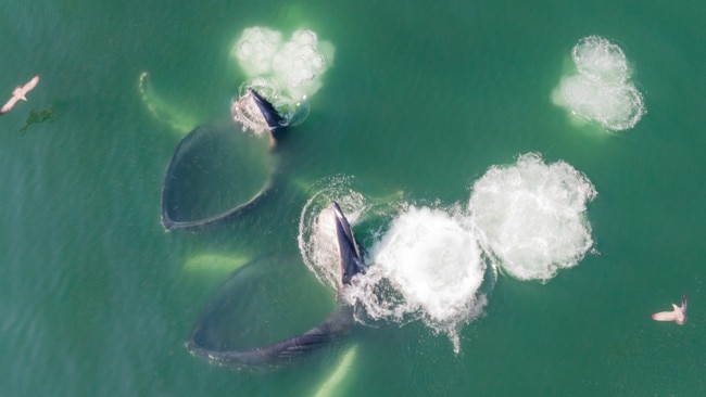 Limits on catches of menhaden, a source of food for sharks and whales, have revived the Hamptons coastline. Picture: Sutton Lynch