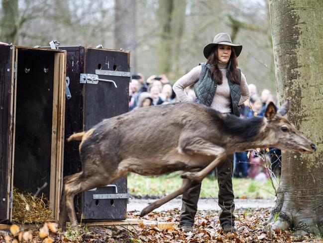 Mary releases deer at the new Deer Park in Copenhagen. Picture: Getty Images