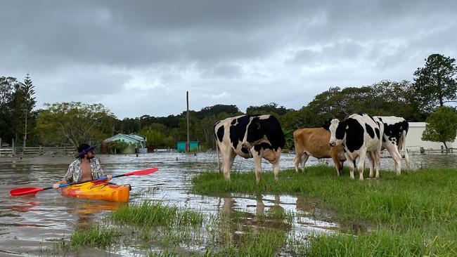 Kayakers rescue cattle in the Manning region,