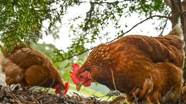 The ACT Government has been engaging with industry on good biosecurity practices to decrease the risks of an outbreak of avian influenza.