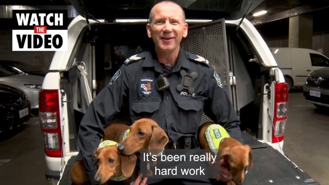 New 'small area' police dog squad