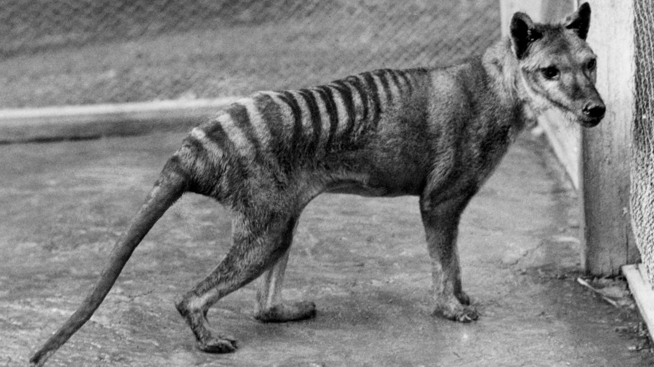 Mystery of the last missing Tasmanian Tiger: solved
