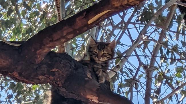 A kitten was miraculously rescued by an MFS firefighter when it fell 10m from a tree. Picture: RSPCA SA