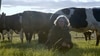 Dairy farmers make documentary debut