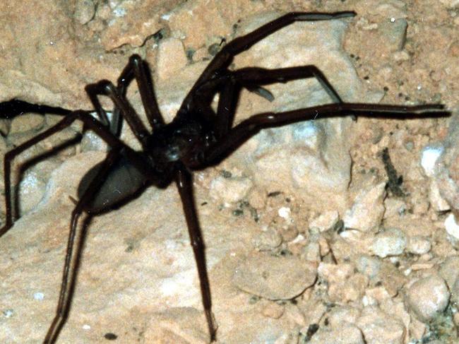 The cave-dwelling trapdoor spider, Troglodiplura, which have been named in honour of key people involved in the 2018 Thai cave rescue.Picture: WA Museum