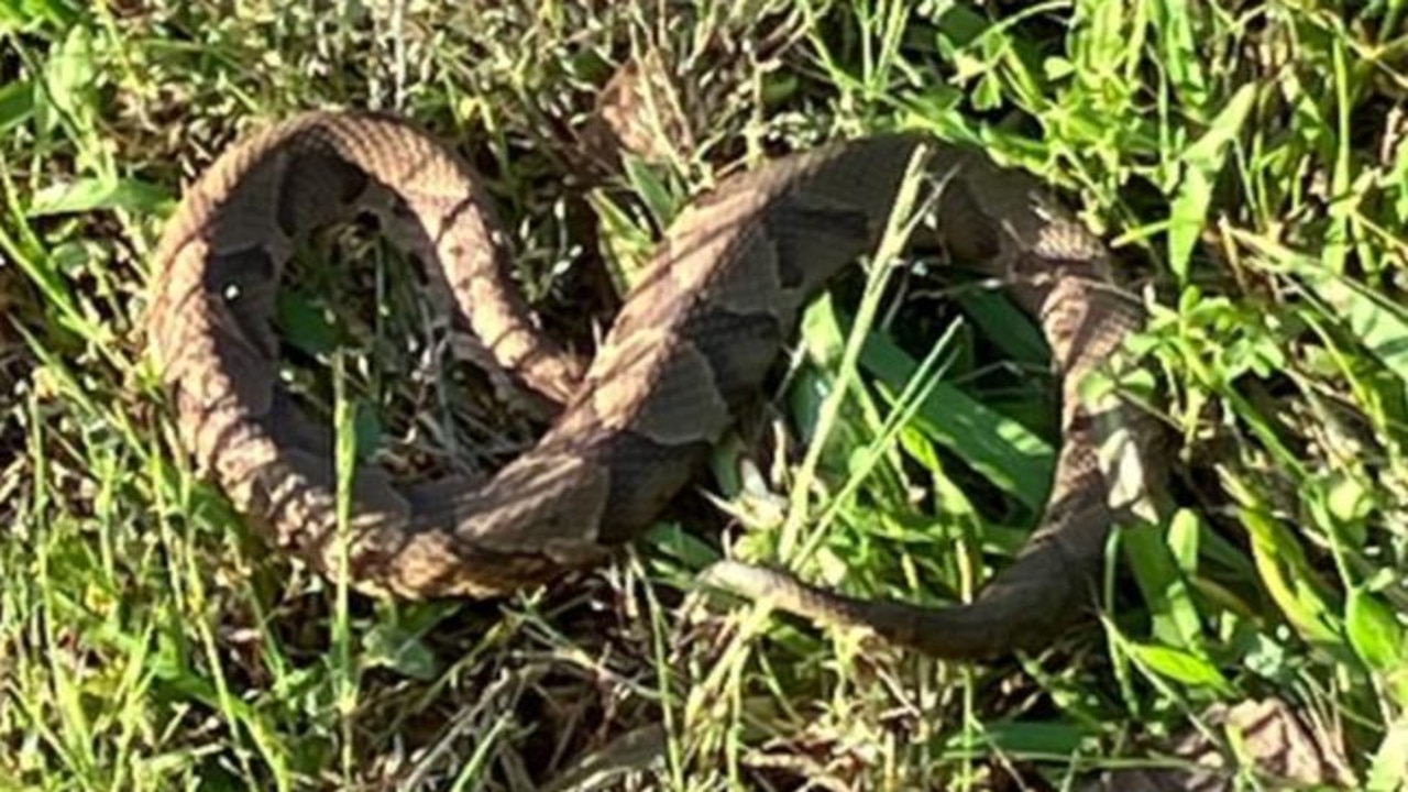 Without medical assistance Coppenhead snake bites can be fatal. Picture: Facebook/ Ashley Spain