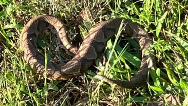 Without medical assistance Coppenhead snake bites can be fatal. Picture: Facebook/ Ashley Spain