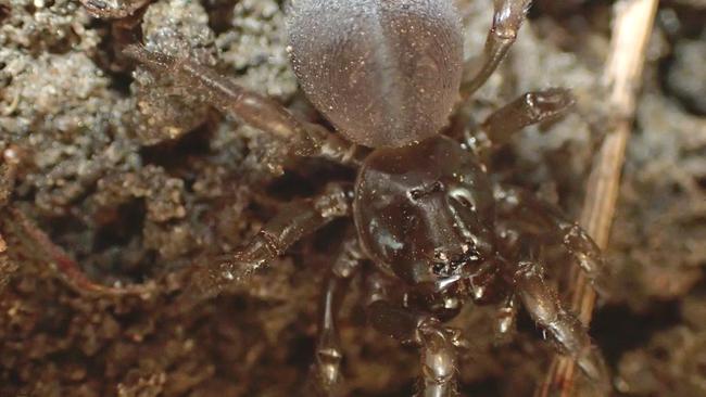 A Kangaroo Island micro-trapdoor spider. Picture Jess Marsh