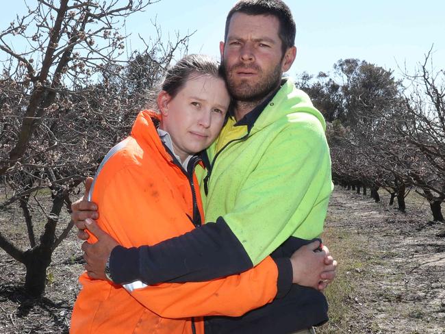 HOLD DO NOT USE, COURIER MAIL SATURDAY 14TH SEP Anthony and Evelyn Giacosa at their Apple Farm that was ravaged by fire in Applethorpe.Pic Annette Dew