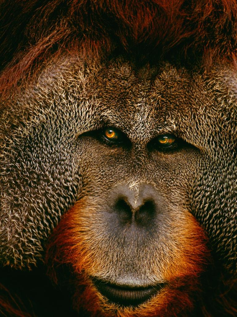 Sumatran Orangutan. Picture: Art Wolfe/ Remembering Great Apes