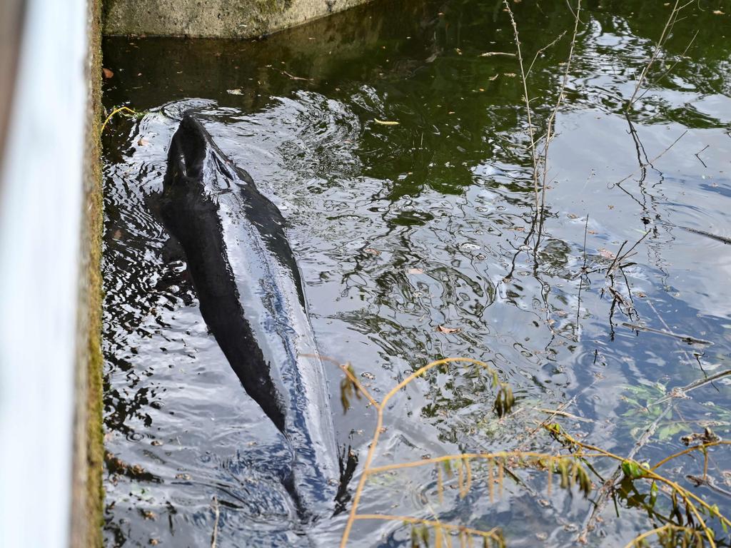 The whale was euthanised after it became trapped in Richmond Lock. Picture: Glyn Kirk/AFP