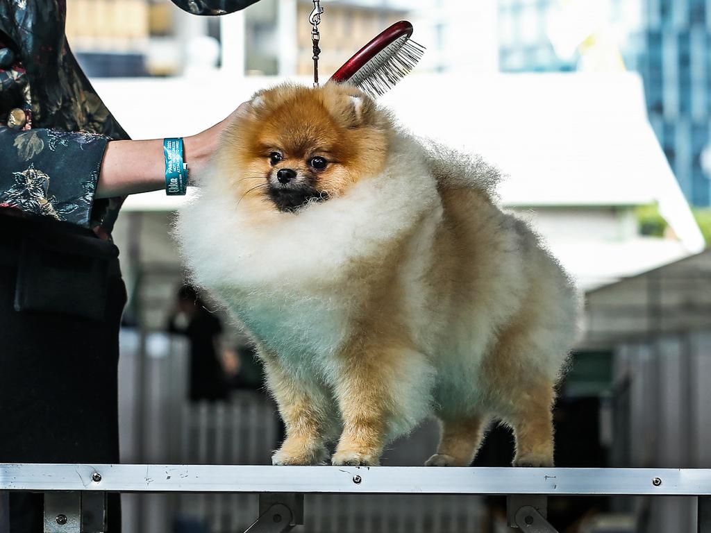 Olga McKeown with 10-month-old Pomeranian, Sammie, during the 2022 Ekka dog show. Picture: Zak Simmonds