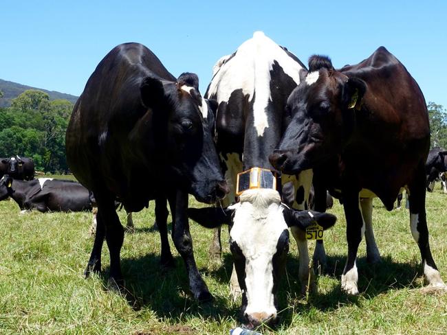 A dairy cow wears an Agersens virtual-fence collar in January. PHOTO: AGERSENS