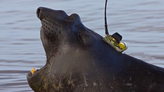 An elephant seal with satellite tracking device is one of many seals who have helped provide scientist data about the ocean floor in East Antarctica. Photo: Clive McMahon at IMOS and SIMS