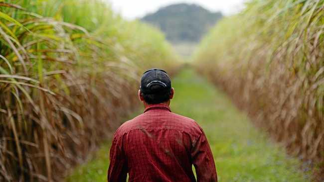 Canegrowers Mackay is calling for the banking royal commission's recommendations to be implimented. Picture: Stuart Quinn