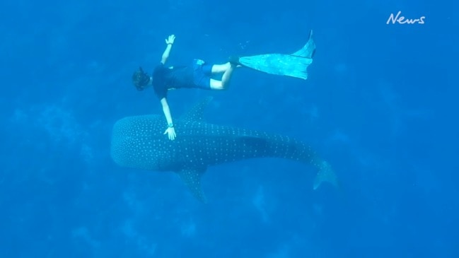 Swimming with a Whale Shark