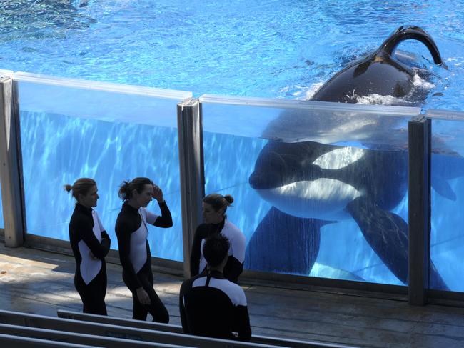 FILE- In this March 7, 2011 file photo orca whale Tilikum, right, watches as SeaWorld Orlando trainers take a break during a training session at the theme park's Shamu Stadium in Orlando, Fla. Tilikum, an orca that killed a trainer at SeaWorld Orlando in 2010, has died. According to SeaWorld, the whale died Friday, Dec. 30. 2016. (AP Photo/Phelan M. Ebenhack, File)