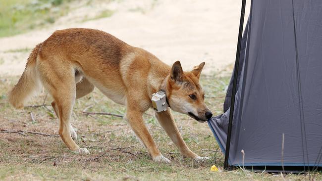 A dingo attacking a tent at a camp site on the island. Picture: Liam Kidston