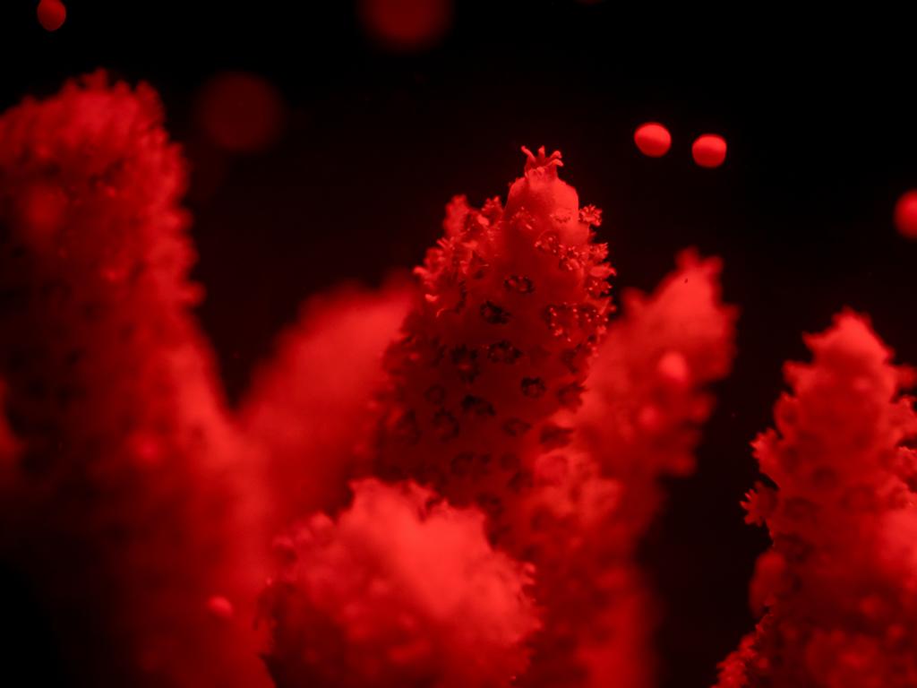 Coral spawning in the Minderoo Exmouth Research Laboratory. Picture: Kristina Smolenski