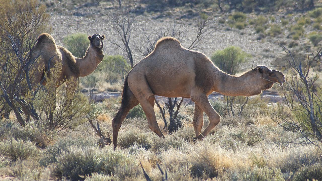 Camels roam freely on the Canning Stock Route, another long and remote drive in Australia. Picture: Tourism WA