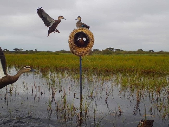 Ducks nesting in straw tunnels installed by Field & Game Australia