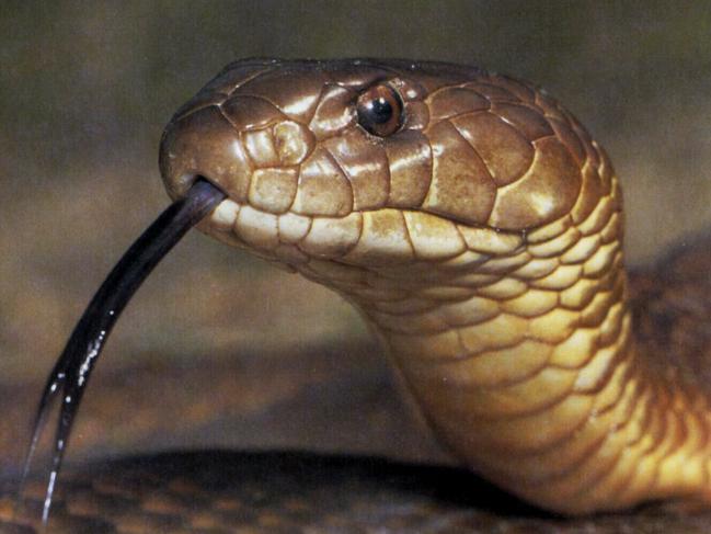 King brown snake, also known as a mulga snake 26 oct 1998. /snakes