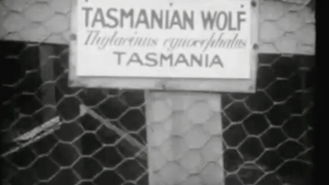 A still frame from newly discovered footage of the thylacine at Beaumaris Zoo, Hobart filmed by Reverend Harold Doyle, believed to captured in 1930. The sign depicted describes the thylacine as a Tasmanian wolf. Source: SUPPLIED.