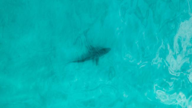 SES drone pilots have been requested to hunt for a juvenile great white shark. Picture: Supplied