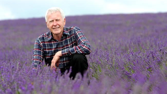 Bridestowe Lavender Estate at nabowla in North-East Tasmania, estate managing director Robert Ravens inspects the lavender in 2011.