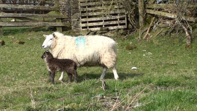 The Geep, a sheep crossed with a goat, accidentally bred by farmer Paddy Murphy in Ireland in 2014. Picture: The Irish Farmers Journal.