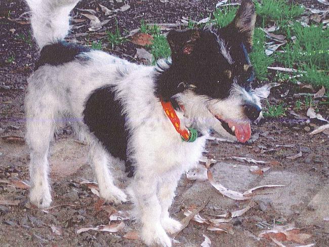 Hubble the jack russell maltese terrier cross.