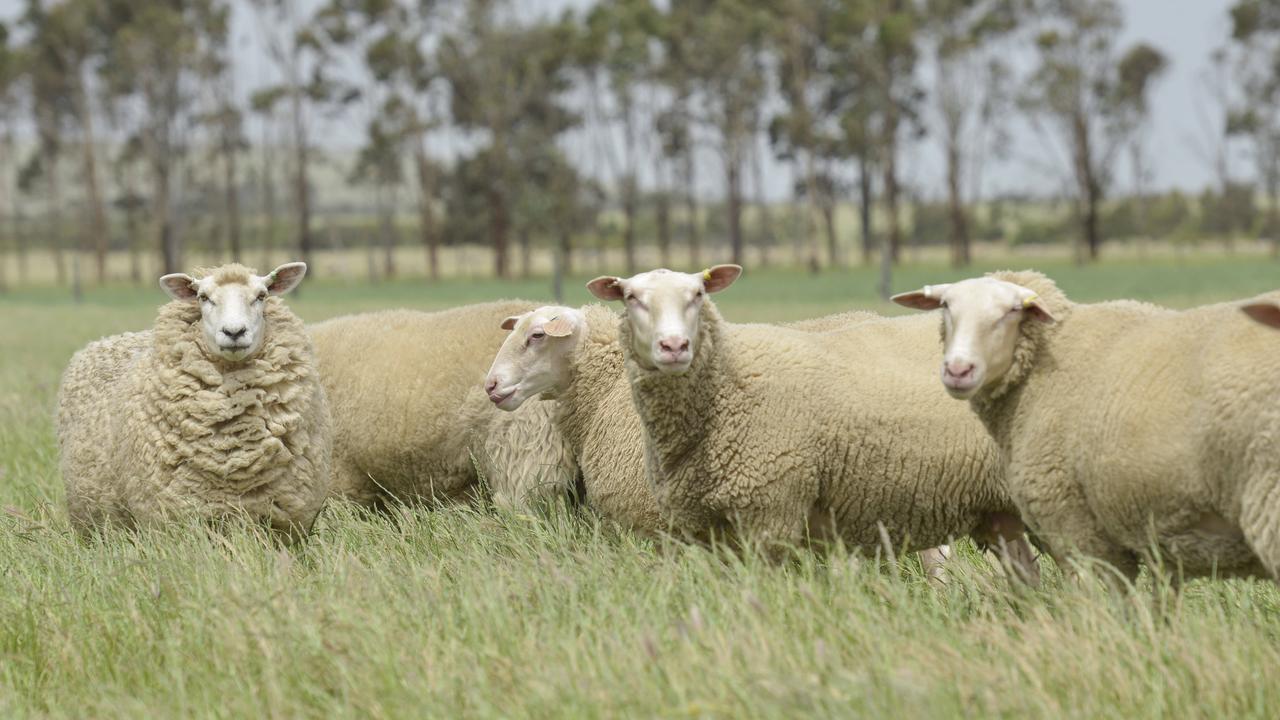 Plans for a sheep farm at Inverleigh have been rejected. Photo: DANNIKA BONSER