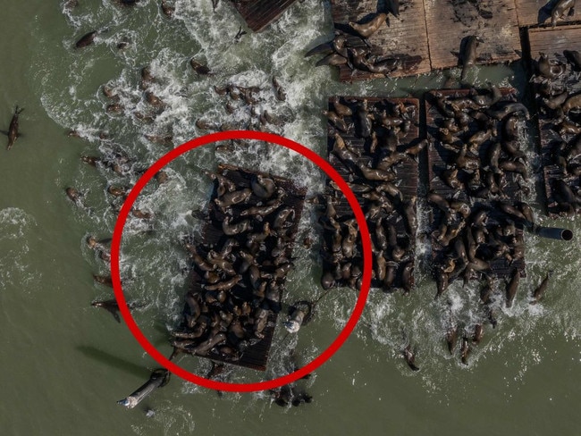 Sea lions in San Francisco. Picture: AFP