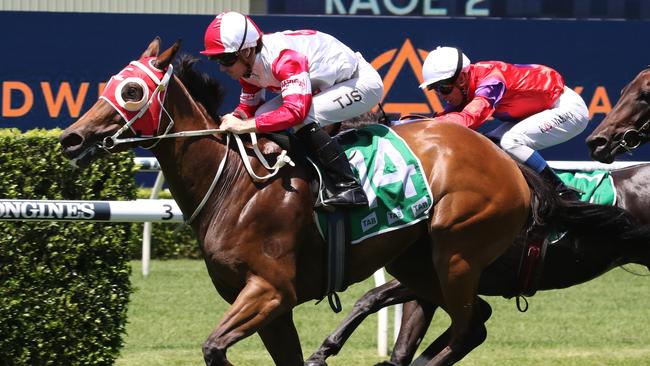 Amarantz can end her time with trainer Danielle Seib on a winning note at Moruya. Picture: Grant Guy