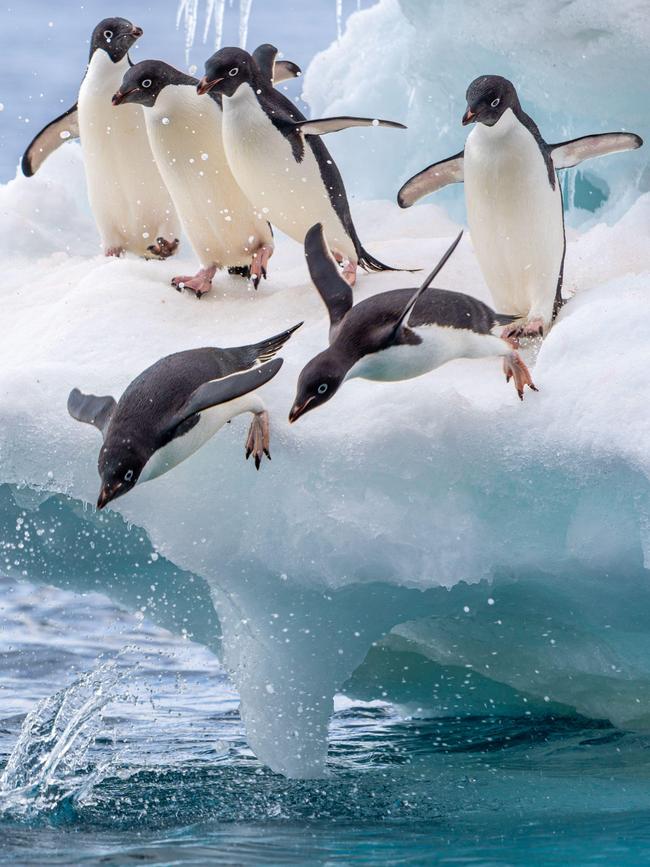 Adelie penguins on the move.