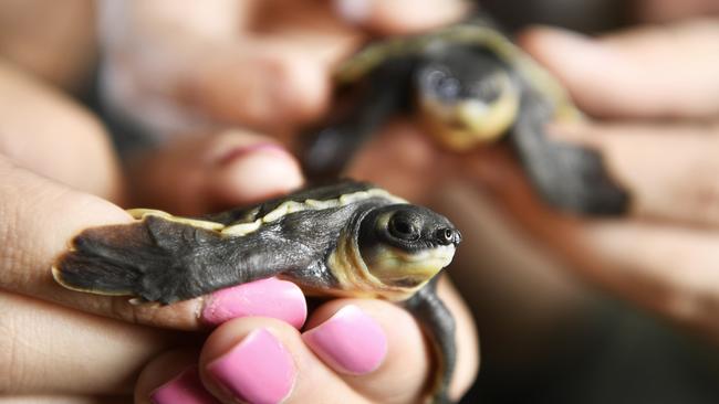 Pig Nosed baby turtles at Crocosaurus Cove.