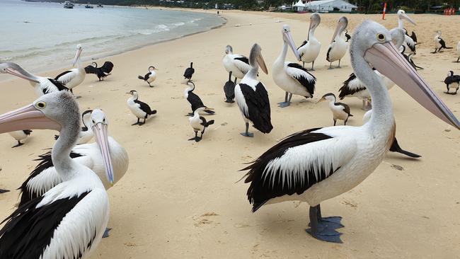 ISLAND LIFE: Moreton Island is part of an indigenous land use agreement.